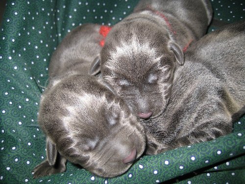 newborn silver lab puppies