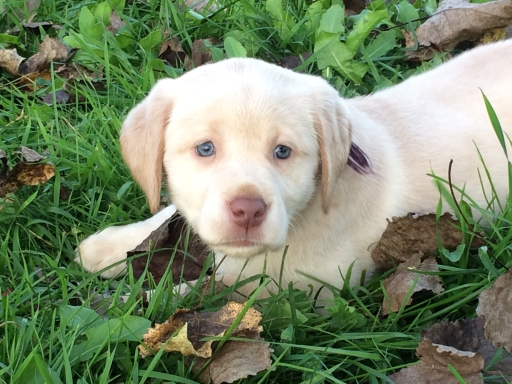 silver charcoal and champagne labs